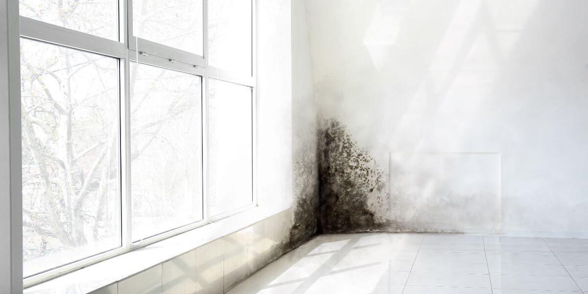 Pilzbefall