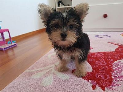 Yorkshire terrier Welpen mini
